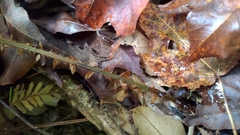 Polystichum mucronifolium