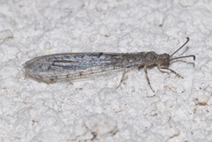 Neuroleon egenus
