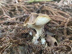 Pleurotus tuber-regium