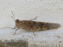 Sphingonotus rubescens