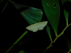 Idaea philocosma