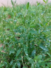 Polygonum aviculare