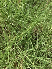 Cenchrus clandestinus