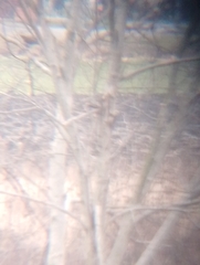 Accipiter nisus
