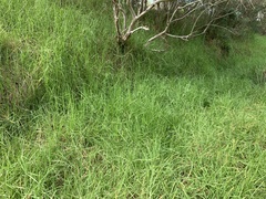 Cenchrus clandestinus