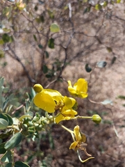 Senna auriculata
