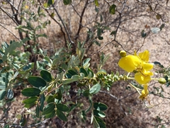 Senna auriculata