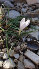 Colchicum hungaricum