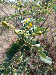 Senna auriculata