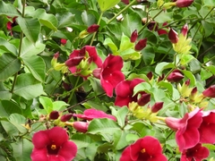 Allamanda blanchetii