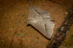 Isturgia penthearia