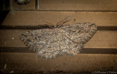 Zermizinga sinuata