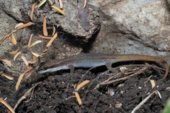 Dixonius melanostictus