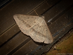 Isturgia penthearia