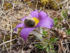 Pulsatilla grandis