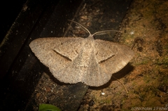 Isturgia penthearia