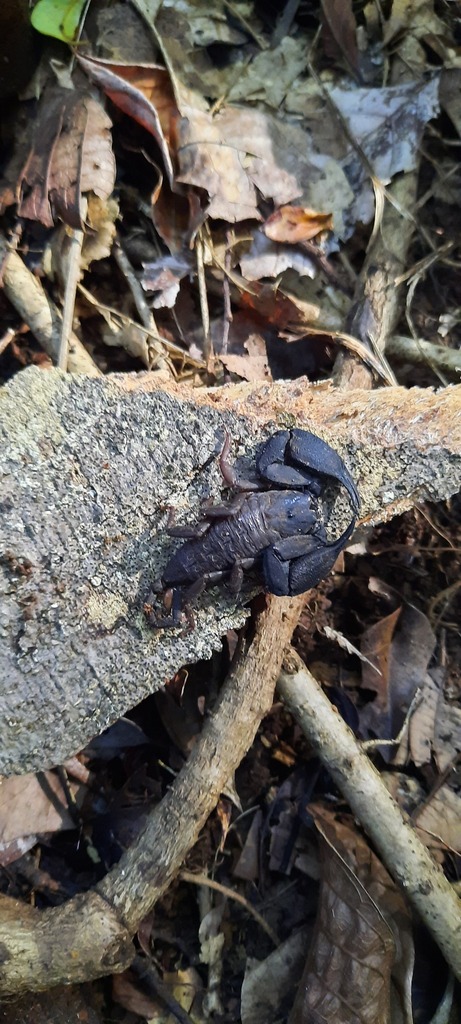 Hormuridae from Madang, Papua New Guinea on July 8, 2022 at 04:29 PM by ...