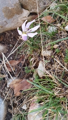 Colchicum hungaricum