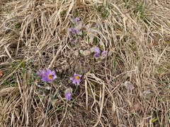 Pulsatilla grandis