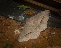 Isturgia penthearia