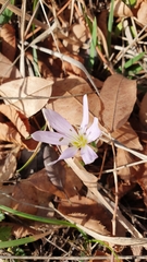 Colchicum hungaricum