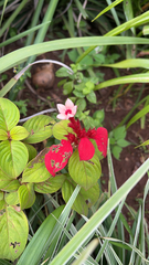 Mussaenda erythrophylla