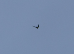 Aerodramus terraereginae