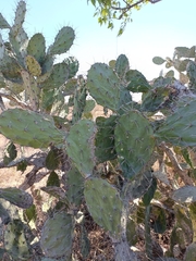 Opuntia