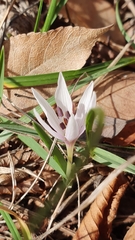 Colchicum hungaricum