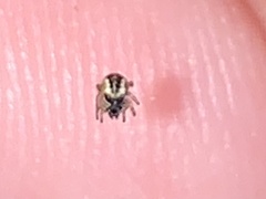 Frontinella pyramitela