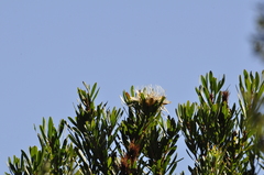 Protea lanceolata