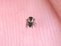 Frontinella pyramitela