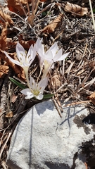 Colchicum hungaricum
