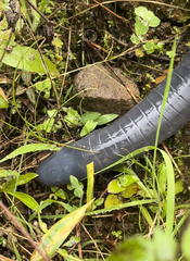Caecilia