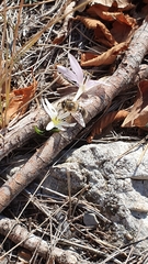 Colchicum hungaricum