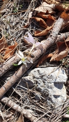 Colchicum hungaricum