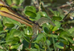Macrobrachium nipponense