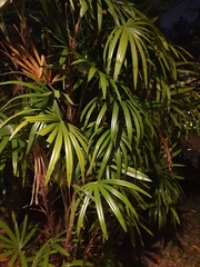 Rhapis excelsa