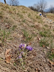 Pulsatilla grandis