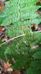 Dryopteris paleolata