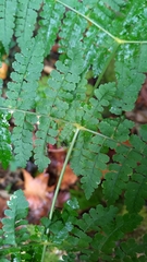 Dryopteris paleolata