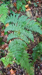 Dryopteris paleolata