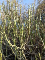 Euphorbia caducifolia