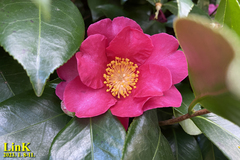 Camellia hiemalis
