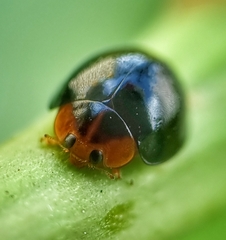Chilocorus nigritus