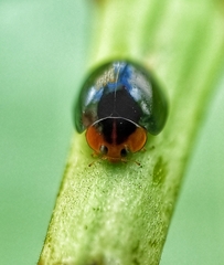 Chilocorus nigritus