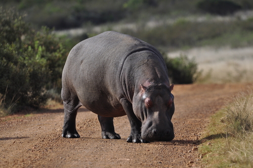 Hippopotamus amphibius