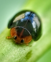 Chilocorus nigritus