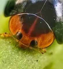 Chilocorus nigritus