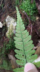 Athyrium arisanense